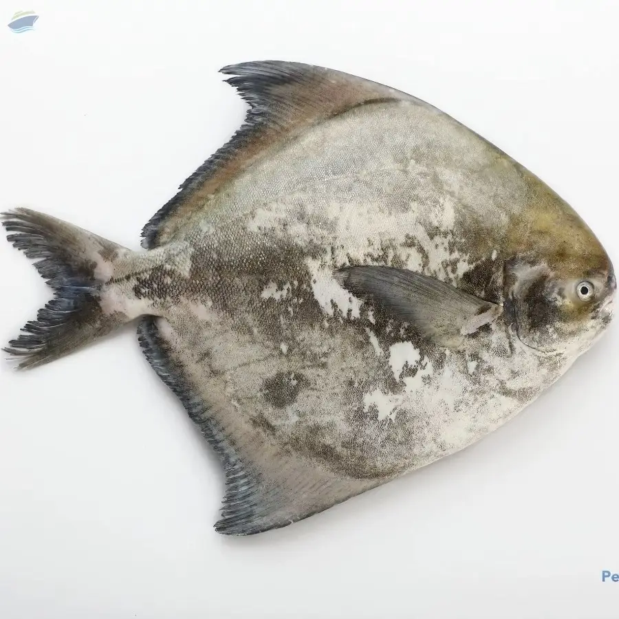 Chilled Chinese Pomfret