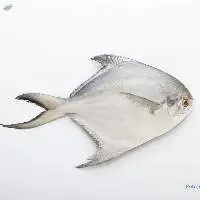 Chilled White Pomfret