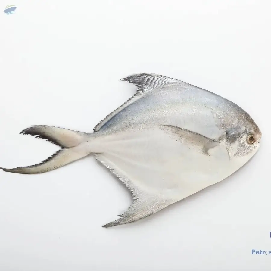 Chilled White Pomfret