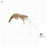 Chilled Black Tiger Prawn