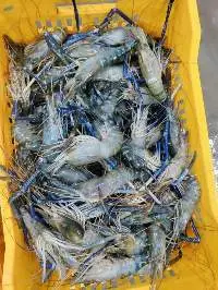 Chilled Scampi Prawn
