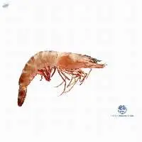 Chilled Flower tiger prawn