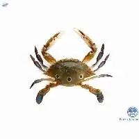 Three Spotted Crab