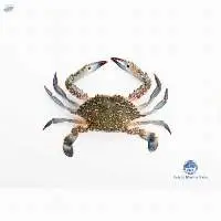 Chilled Blue Crab