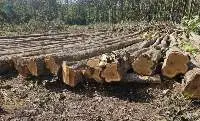 Plantation Teak Logs (Tectona grandis) Panam