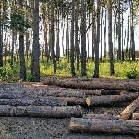 Plantation Teak Logs (Panama)