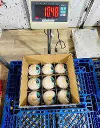 Fresh Coconut