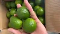 Fresh Lime Seedless