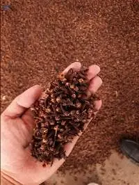 Cloves