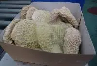 Frozen Reticulated Honeycomb (Tripe)