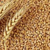 Whole Wheat Grain