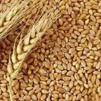 Whole Wheat Grain