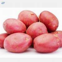 Fresh Sweet Potato