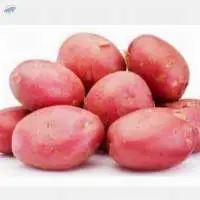 Fresh Sweet Potato