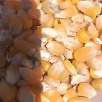 Corn  US2
