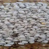 PK212 (Fishhead Pendants)