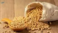 Premium Quality Grade A Natural Soybeans 