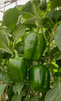 capsicum