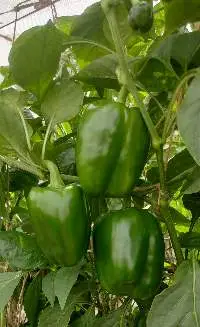 capsicum