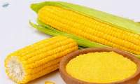 Corn Flour