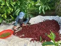 Vietnamese Green Robusta Coffee Beans