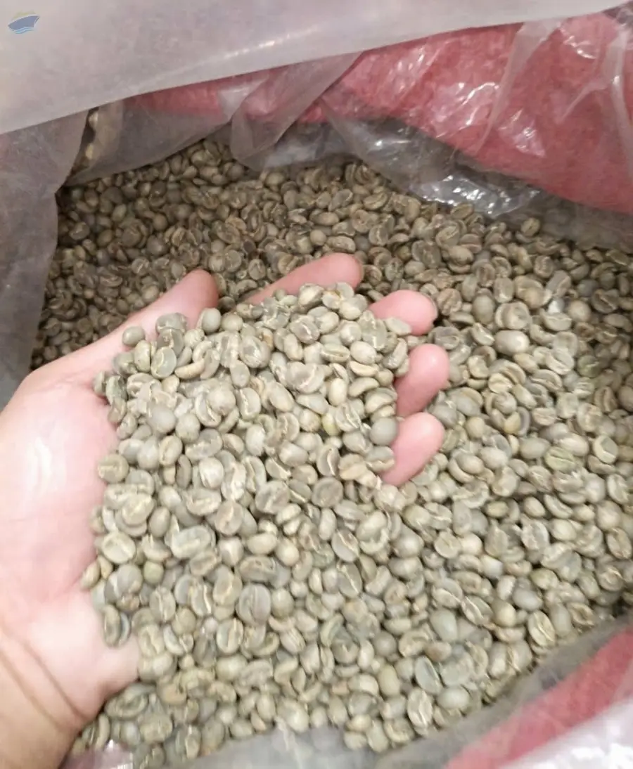Vietnamese Green Arabica Coffee Beans