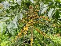 Vietnamese Yellow Bourbon Arabica Coffee Beans