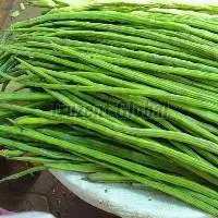 Fresh Moringa Drumsticks