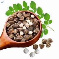 Moringa Seeds