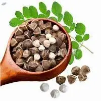 Moringa Seeds