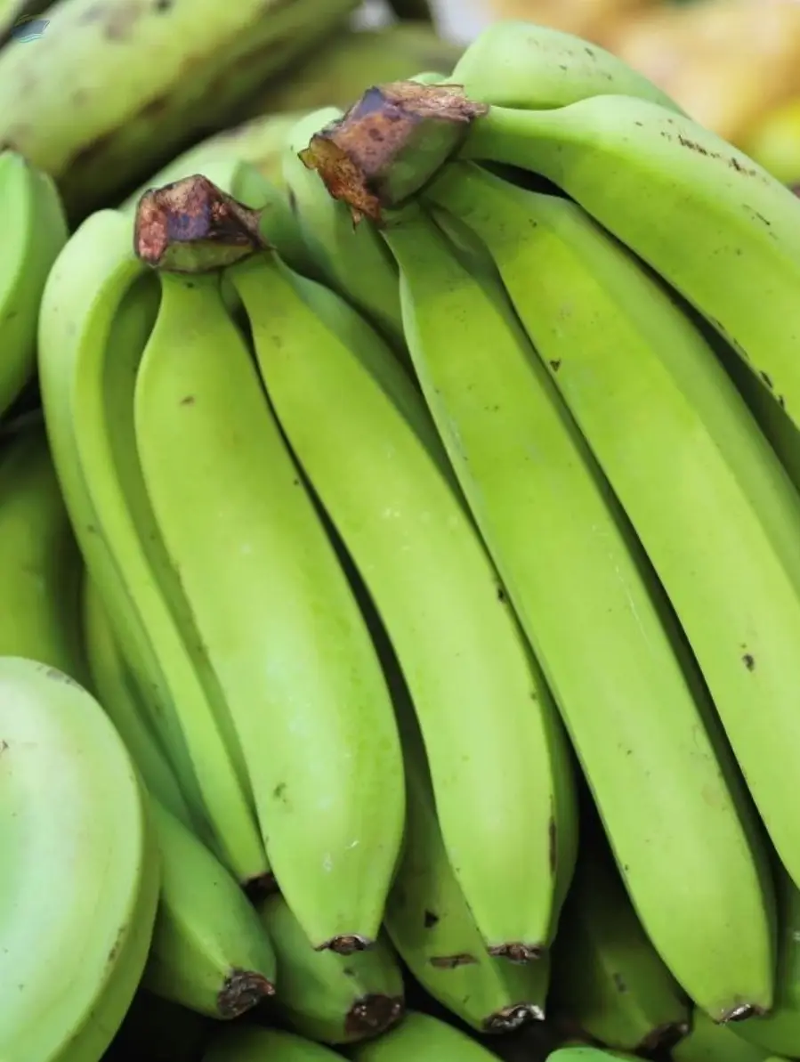 Cavendish Banana