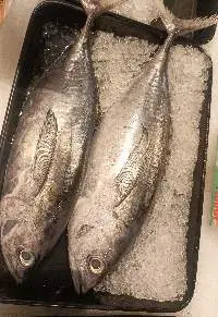 Tuna
