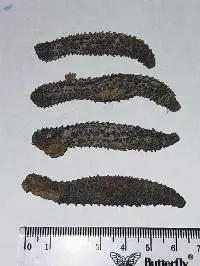 Sea Cucumbers
