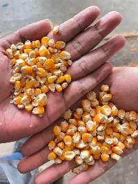 Corn / Maize