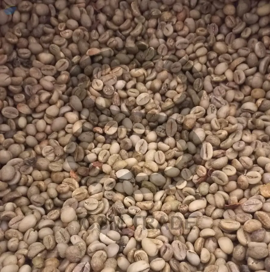 Robusta Java Preanger Coffee Beans