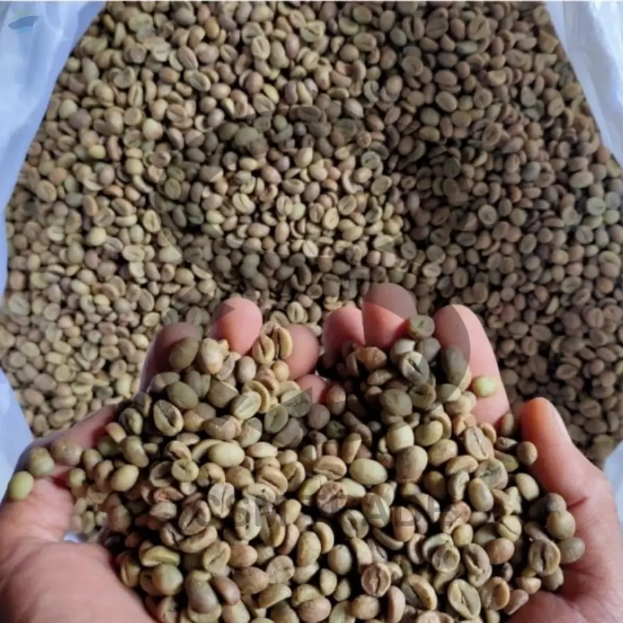 Robusta Lampung Coffee Beans