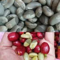 Arabica Blue Mountain Ijen Coffee Beans