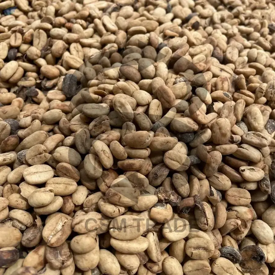 Arabica Gayo Coffee Beans