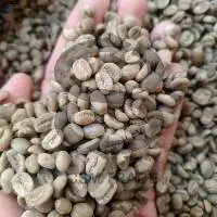 Arabica Ijen Wild Civet Coffee Beans