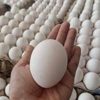 Chicken White Egg