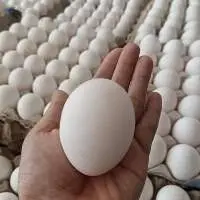 Chicken White Egg