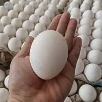 Chicken White Egg