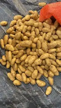 Fresh Egyptian Potatoes Premium Quality