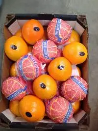 Fresh Egyptian Oranges Premium Export Quality