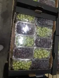 Fresh Egyptian Grapes Premium Export Quality