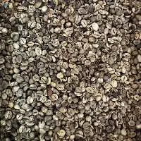 Robusta Java Green Coffee Beans