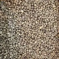 Robusta Java Green Coffee Beans