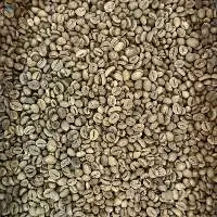 Robusta Java Green Coffee Beans