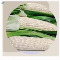 Corn (Maize)