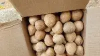 Dried Coconut Ball Copra